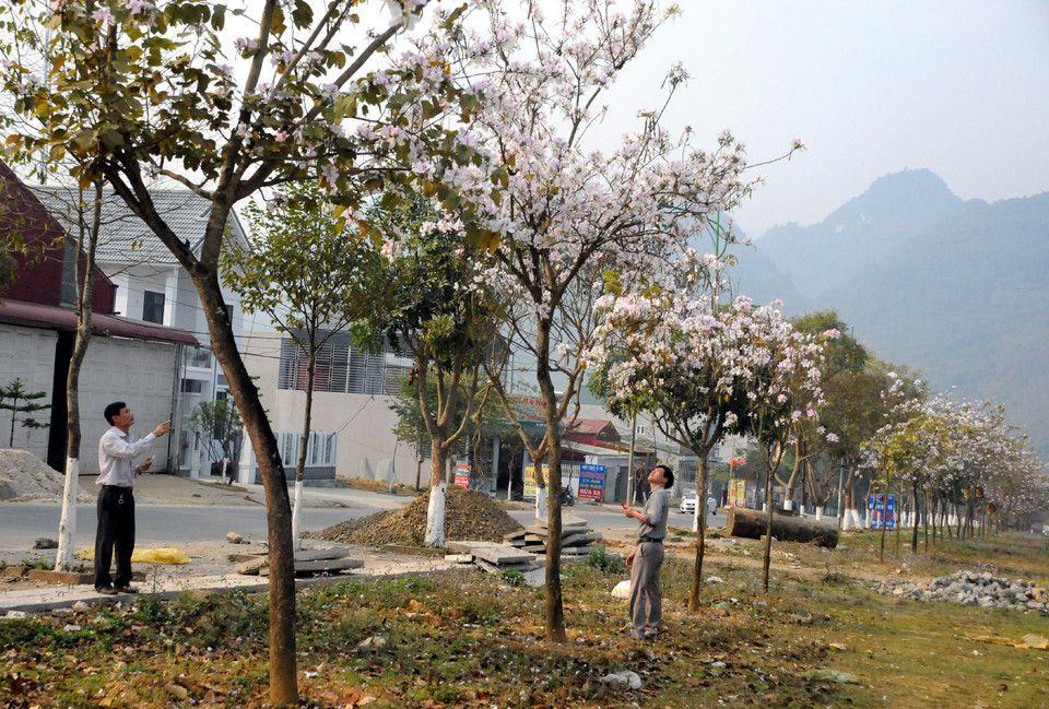 Và mỗi dịp đứng trước hoa Ban, du khách liên tưởng nhớ nhiều đến vẻ đẹp, đến truyền thuyết về người con gái dân tộc Thái vùng Tây Bắc… (Ảnh: Nguyễn Công Hải/Vietnam+)