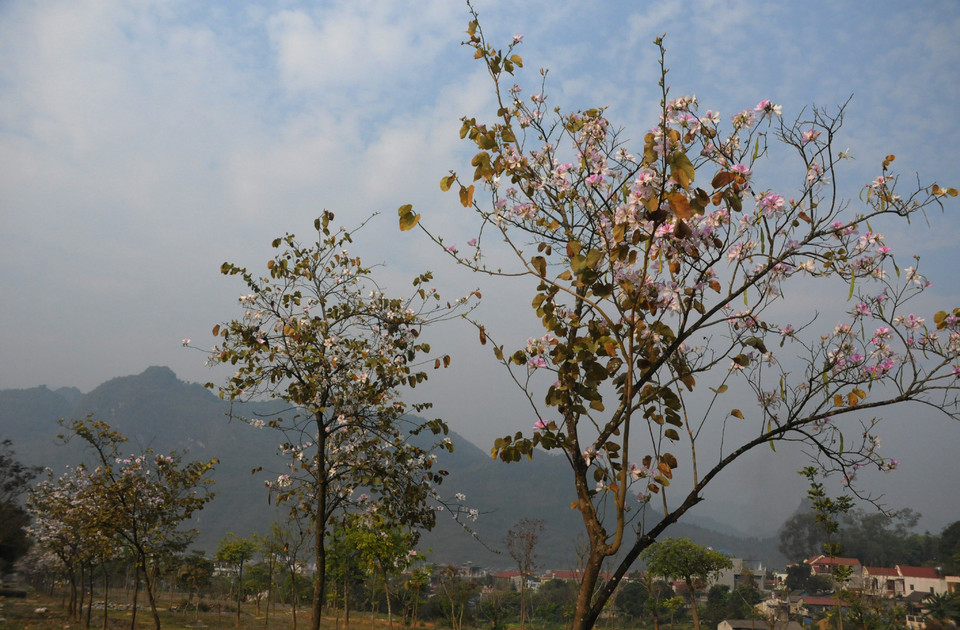 (Ảnh: Nguyễn Công Hải/Vietnam+)