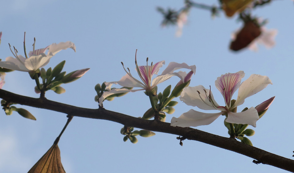 (Ảnh: Nguyễn Công Hải/Vietnam+)