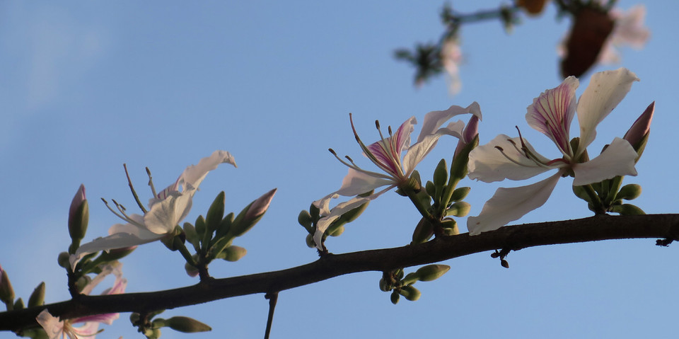 (Ảnh: Nguyễn Công Hải/Vietnam+)