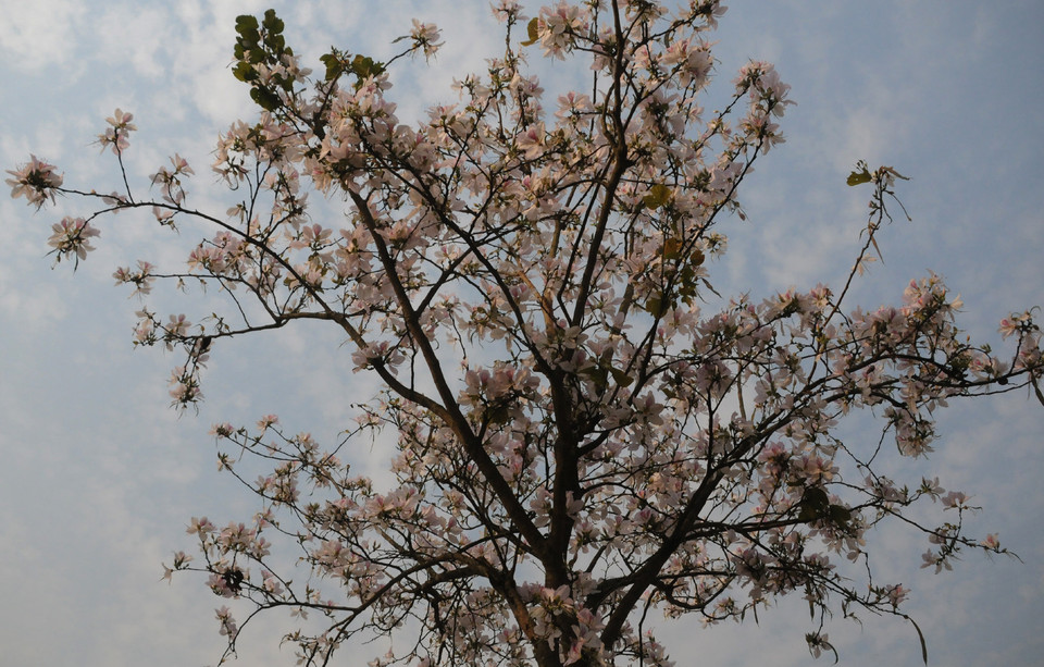 (Ảnh: Nguyễn Công Hải/Vietnam+)