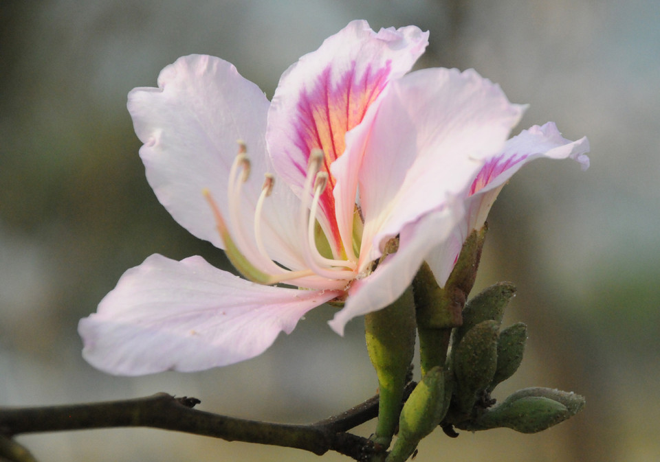 (Ảnh: Nguyễn Công Hải/Vietnam+)