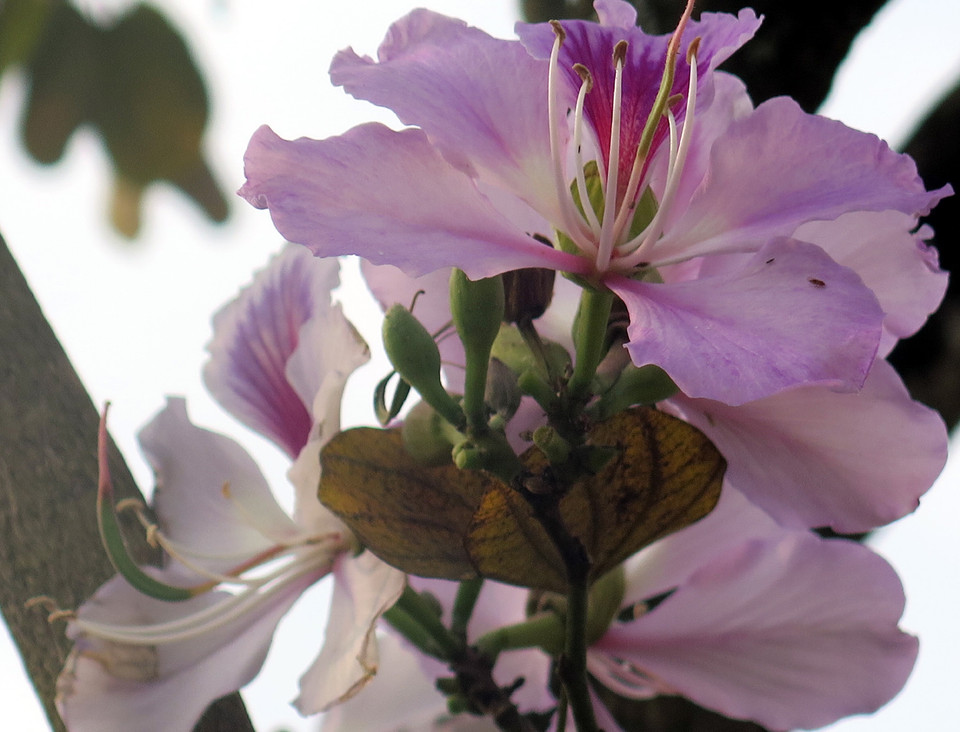 (Ảnh: Nguyễn Công Hải/Vietnam+)