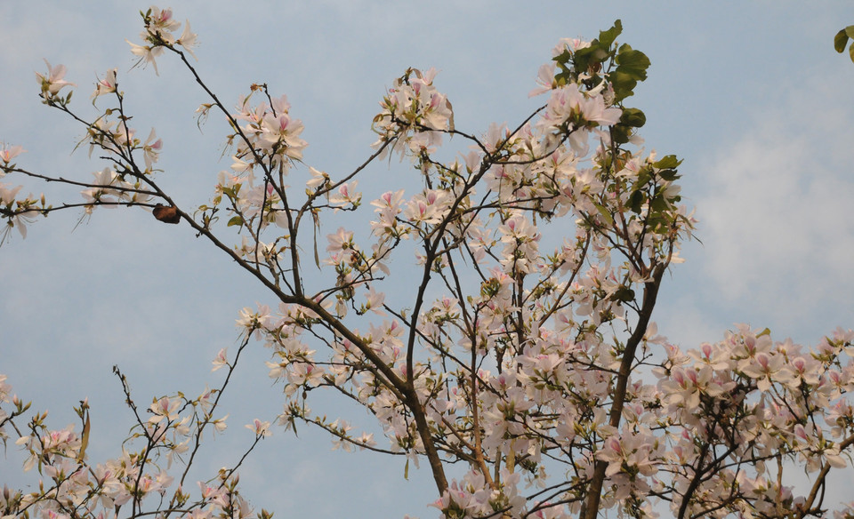 (Ảnh: Nguyễn Công Hải/Vietnam+)