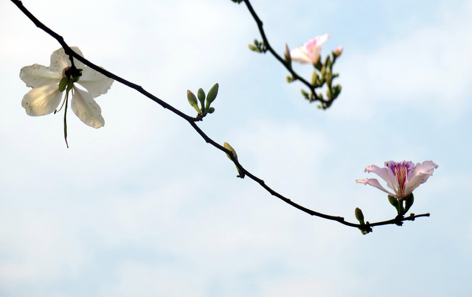 Ở cuối trời Tây Bắc - vùng miền núi Lai Châu hiện nay, từ trên các rẻo cao đến trung tâm thành phố, đi đến đâu, du khách cũng dễ dàng bắt gặp cảnh hoa Ban bung nở, nổi bật bên cạnh những cây, cỏ xác xơ, khô xám… (Ảnh: Nguyễn Công Hải/Vietnam+)