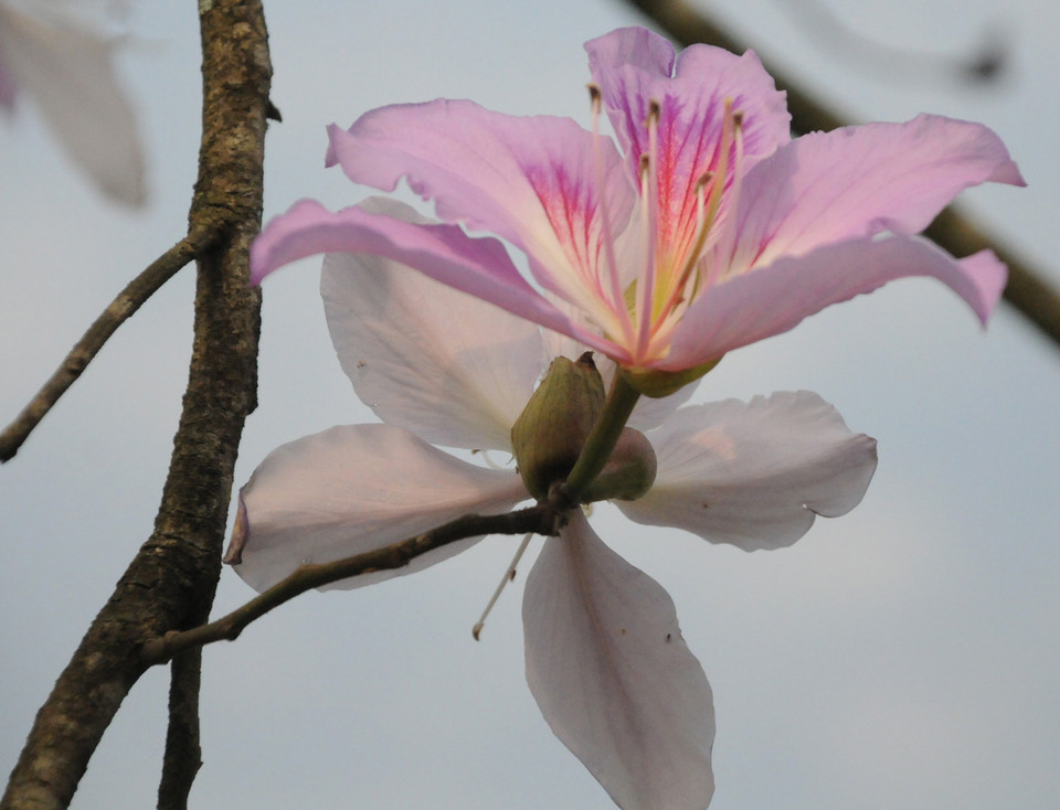 (Ảnh: Nguyễn Công Hải/Vietnam+)