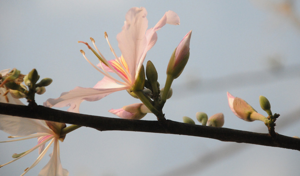 (Ảnh: Nguyễn Công Hải/Vietnam+)