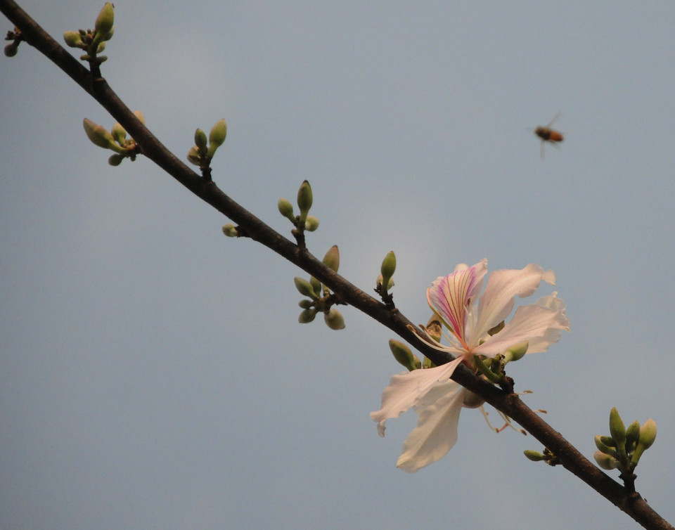 (Ảnh: Nguyễn Công Hải/Vietnam+)