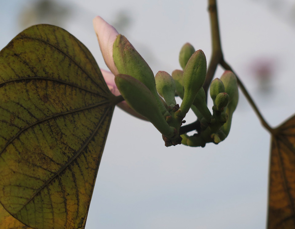 Hoa Ban mang vẻ đẹp đằm thắm, tinh khôi càng khiến du khách nao lòng. (Ảnh: Nguyễn Công Hải/Vietnam+)