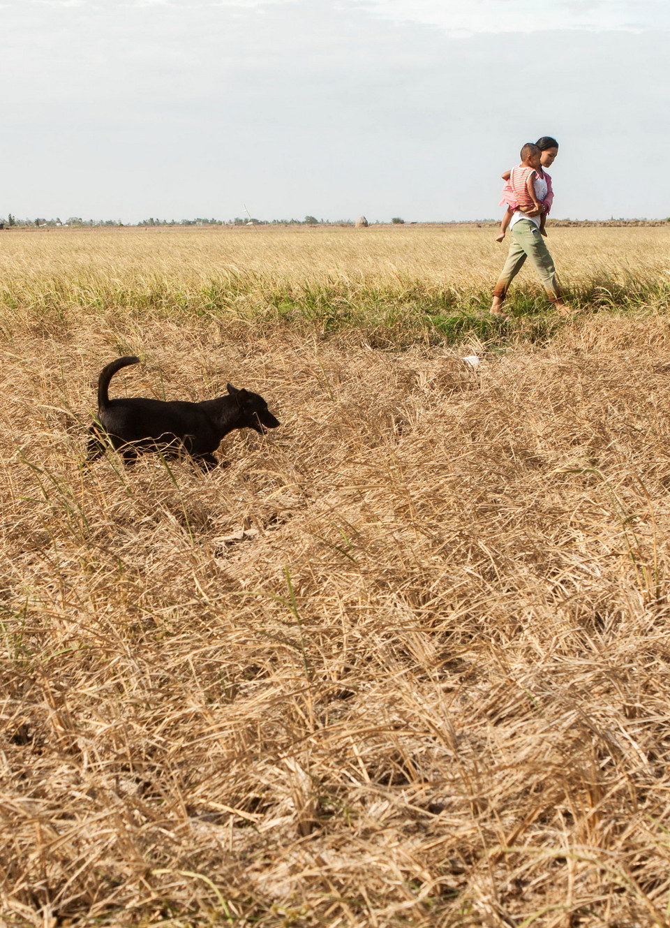 Cánh đồng lúa Đông Xuân 2015 - 2016 bị chết khô do nhiễm mặn tại xã Lịch Hội Thượng, huyện Trần Đề, tỉnh Sóc Trăng. (Ảnh: Duy Khương/TTXVN)