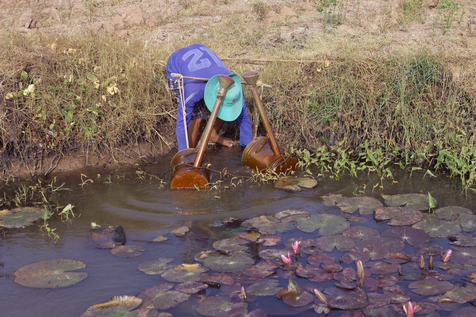 Không còn nước ngọt để tưới, anh Trần Minh Sơn phải lấy nước trữ trong ao nhưng cũng đã bị nhiễm mặn để tưới cho hơn một công ớt hơn ba tháng tuổi chuẩn bị cho trái tại xã Lịch Hội Thượng, huyện Trần Đề, tỉnh Sóc Trăng. (Ảnh: Duy Khương/TTXVN)