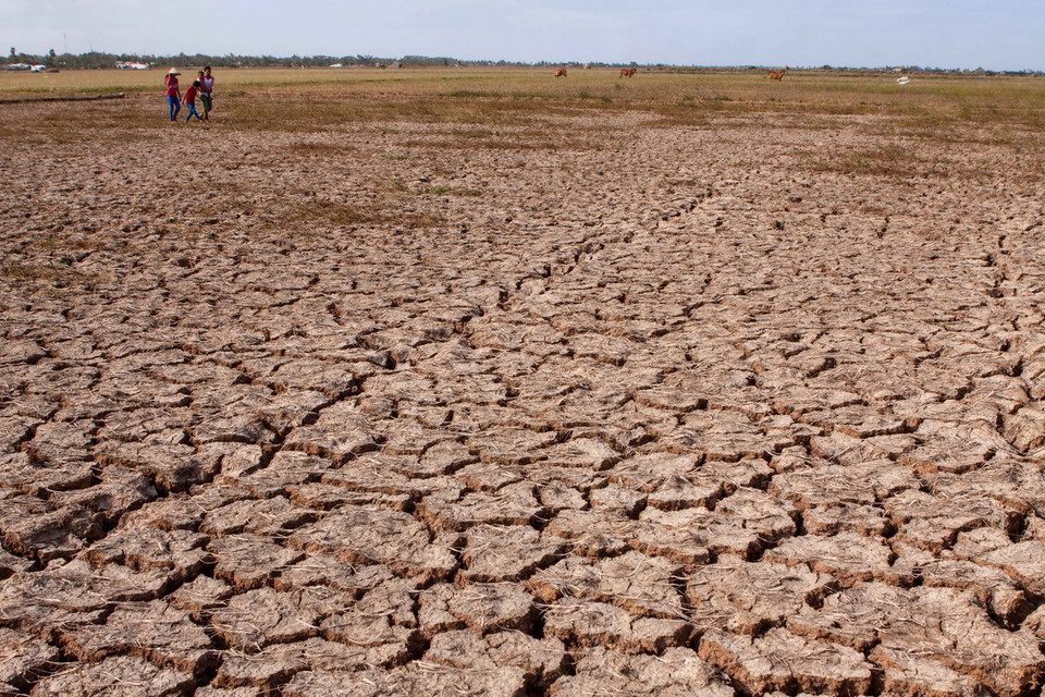 Cánh đồng lúa Đông Xuân 2015 - 2016 bị chết khô do nhiễm mặn tại xã Lịch Hội Thượng, huyện Trần Đề, tỉnh Sóc Trăng. (Ảnh: Duy Khương/TTXVN)