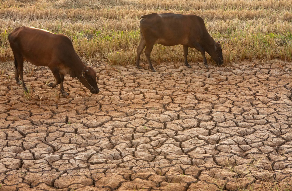 Những con bò đi tìm nước ngọt để uống trên cánh đồng khô hạn, nứt toác tại xã Đại Ân 2, huyện Trần Đề, tỉnh Sóc Trăng. (Ảnh: Duy Khương/TTXVN)