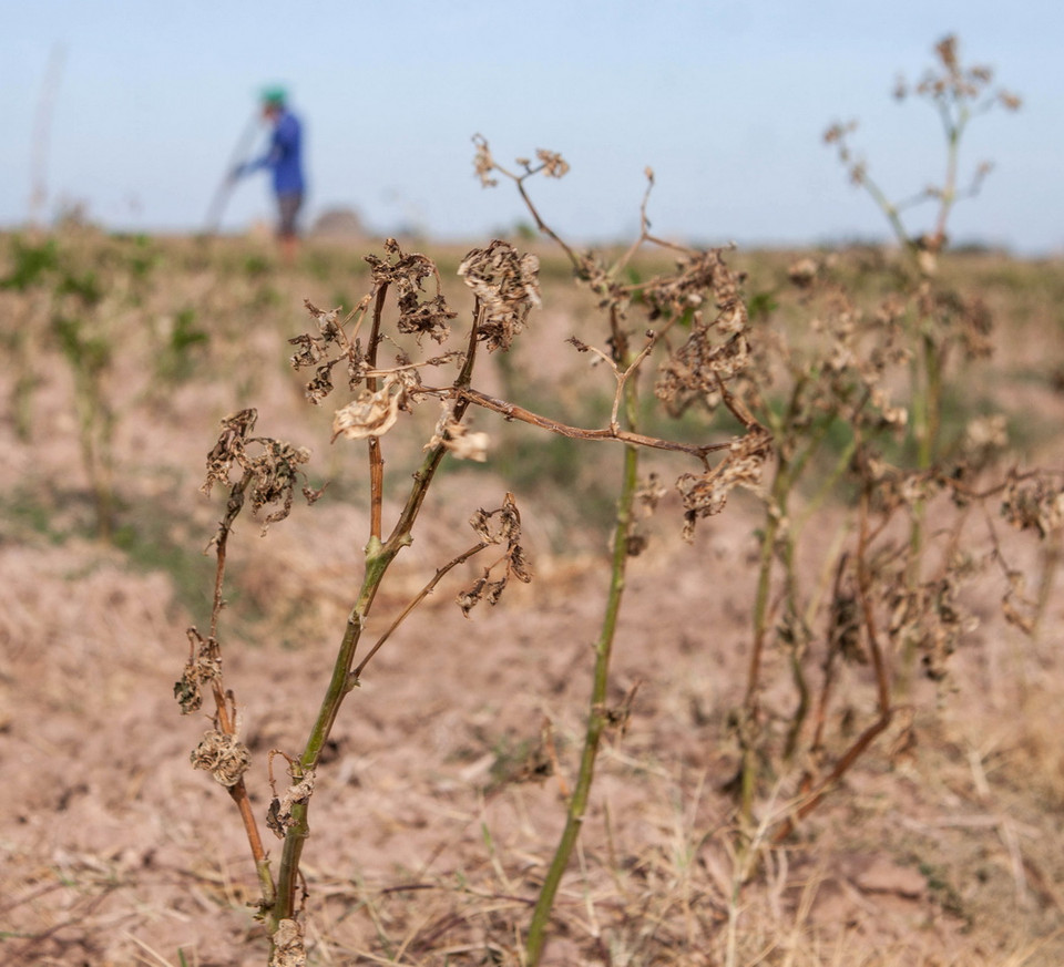 Hơn một công ớt hơn ba tháng tuổi chuẩn bị cho trái của anh Trần Minh Sơn bị chết khô do nhiễm mặn tại xã Lịch Hội Thượng, huyện Trần Đề, tỉnh Sóc Trăng. (Ảnh: Duy Khương/TTXVN)