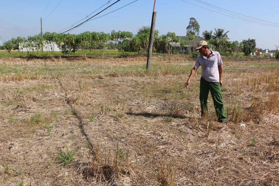 Ông Trần Văn Sĩ - nông dân ấp Bình Hòa, xã Bình Trinh Đông, bên ruộng lúa khô cằn. (Ảnh: Thanh Bình/TTXVN) 