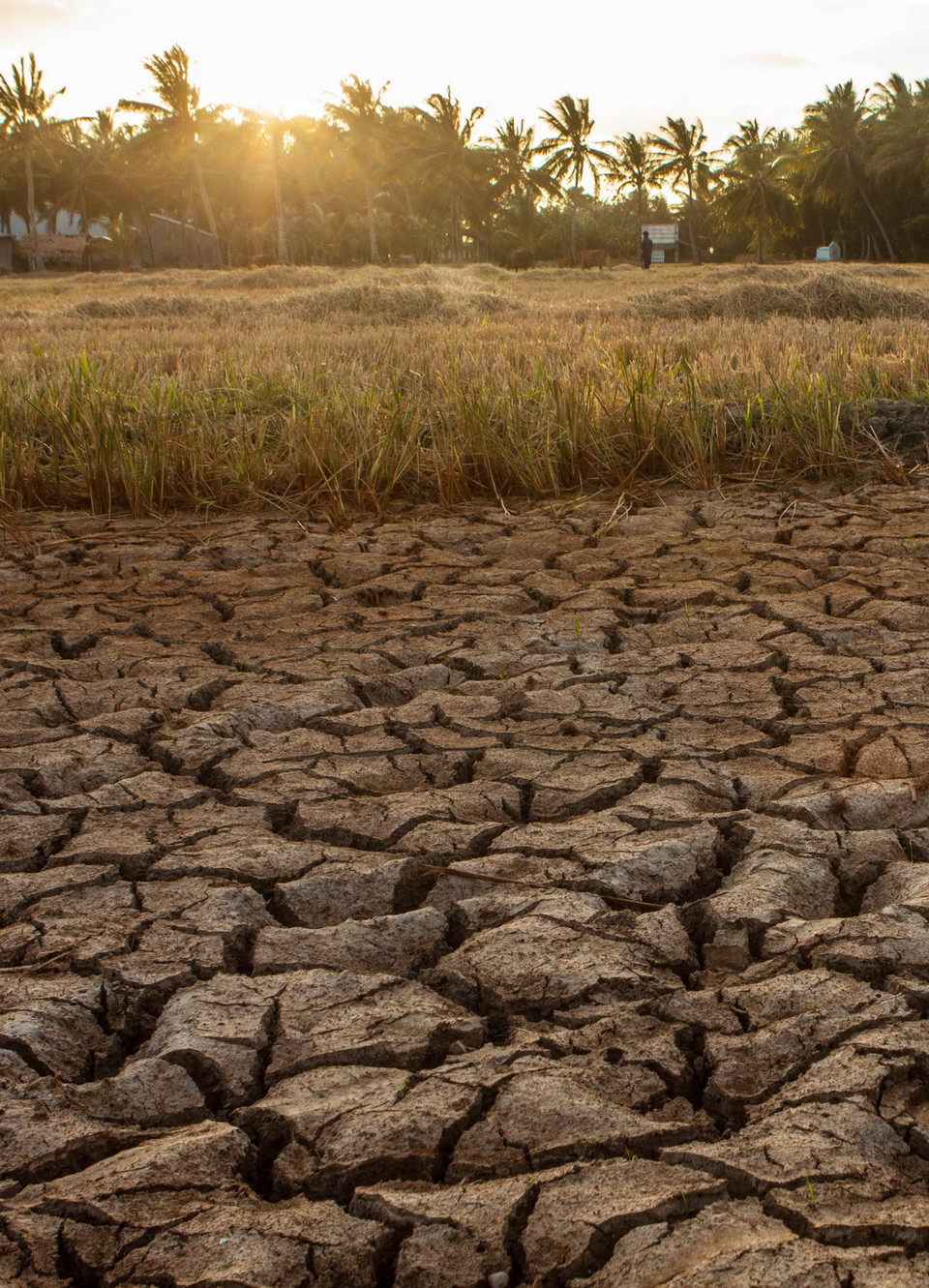 Ruộng đồng khô hạn, nứt toác tại xã Đại Ân 2, huyện Trần Đề, tỉnh Sóc Trăng. (Ảnh: Duy Khương/TTXVN)