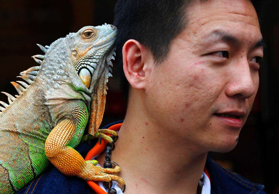 Một con kỳ nhông trên vai người chủ của mình ở Đài Bắc, Đài Loan. (Nguồn Reuters)