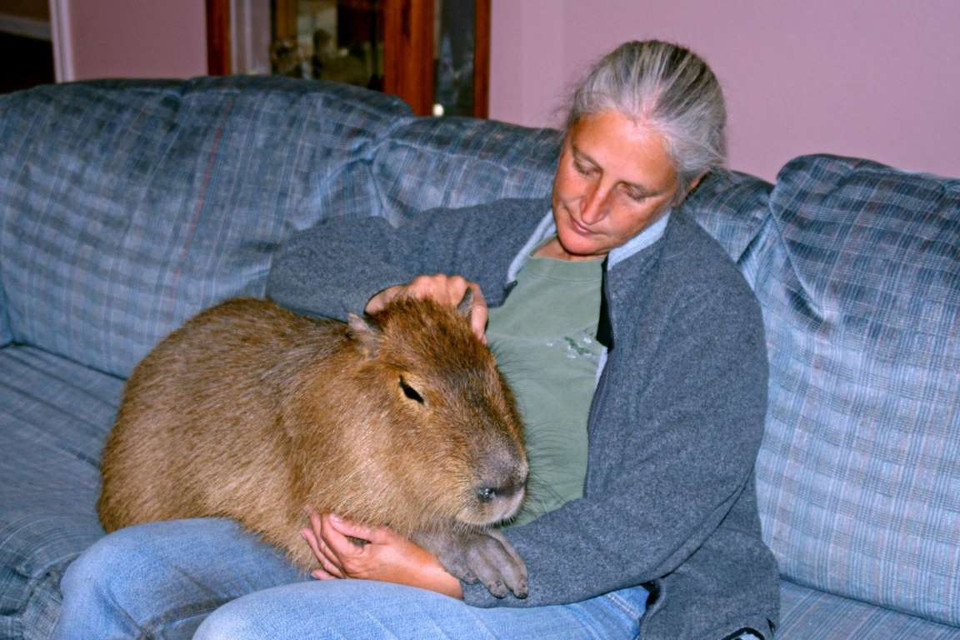 Melanie Typaldos ở Texas, Mỹ chơi đùa cùng chú chuột đáng yêu của bà. (Nguồn: Rex)