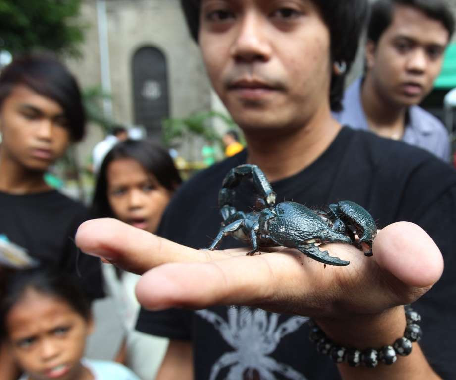 Allan Palaganas ở Manila, Philippines tự tin để con bọ cạp trên tay. (Nguồn: AP)