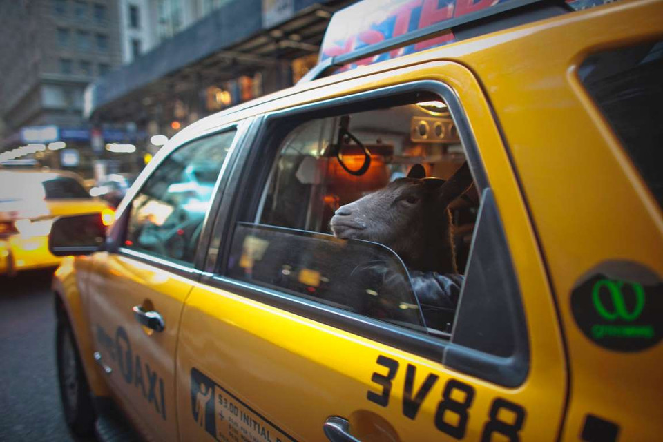 Cyrus Fakroddin ở New York, Mỹ cùng con dê của mình đi taxi. (Nguồn: Reuters)