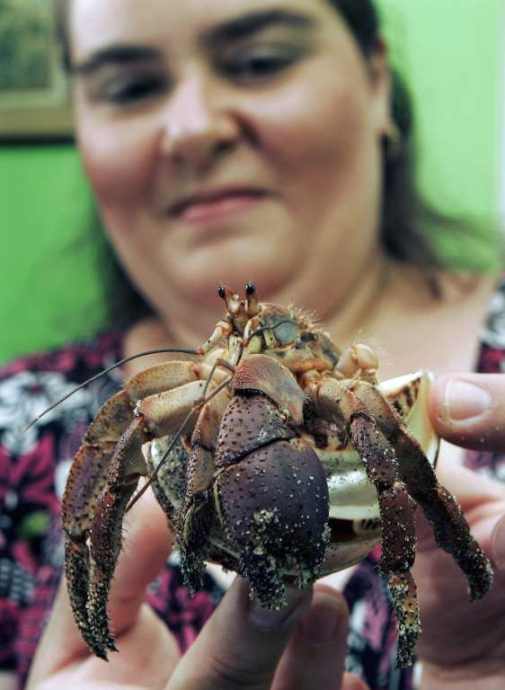 Eleanor Glazewski ở New Jersey, Mỹ cùng con cua ẩn dật yêu thích của cô. (Nguồn: AP)