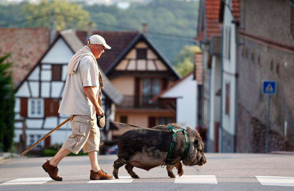 Christophe Lutz ở Strasbourg, Pháp đi bộ cùng chú lợn rừng của ông. (Nguồn: Reuters)