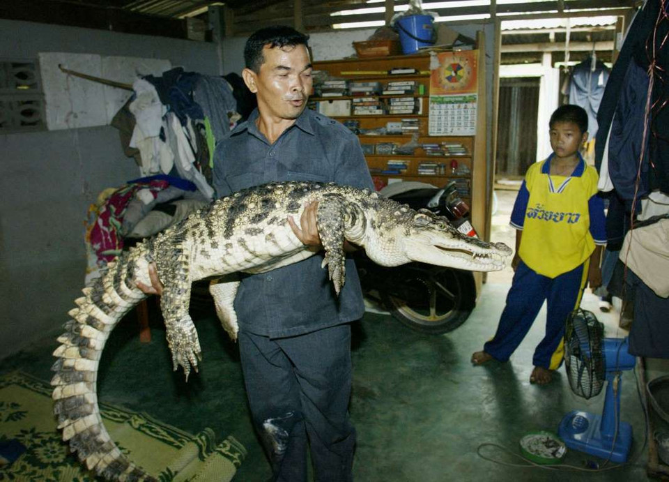 Anh Wattana Thongjon ở Thái Lan và con cá sấu của mình. (Nguồn: Reuters)