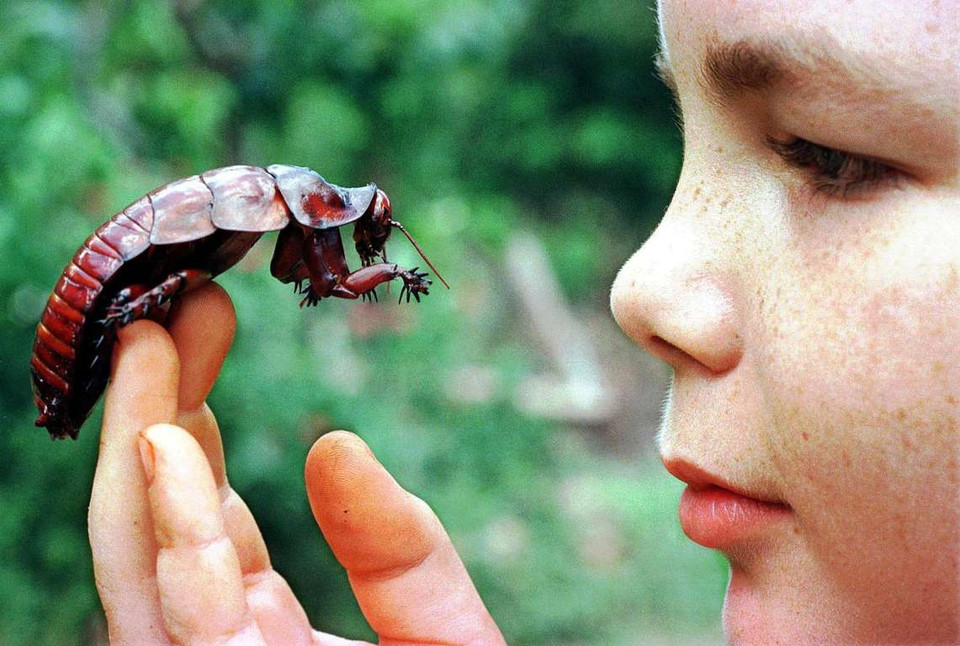 Paul Hasenpusch và con gián của mình ở Cairns, Australia. (Nguồn: AP)