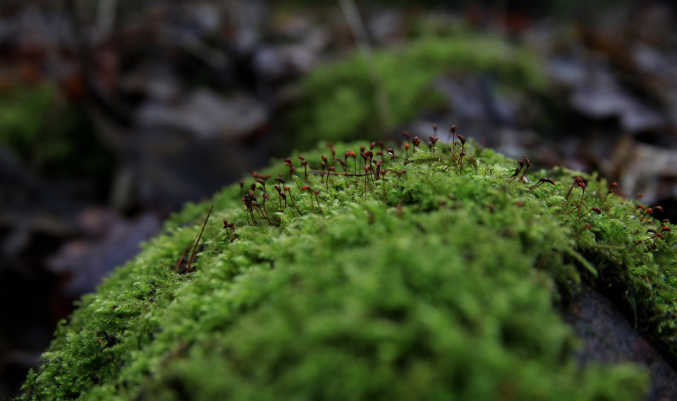  Màu xanh mang lại cảm giác ấm hơn trong tiết trời mùa Đông. (Ảnh: Như Mai/Vietnam+)