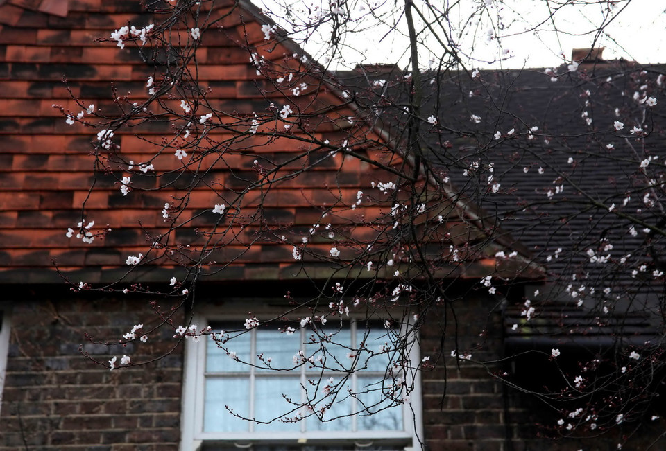 Hoa đào nở trái mùa, báo hiệu một mùa Đông ấm áp hơn thường lệ. (Ảnh: Như Mai/Vietnam+) 