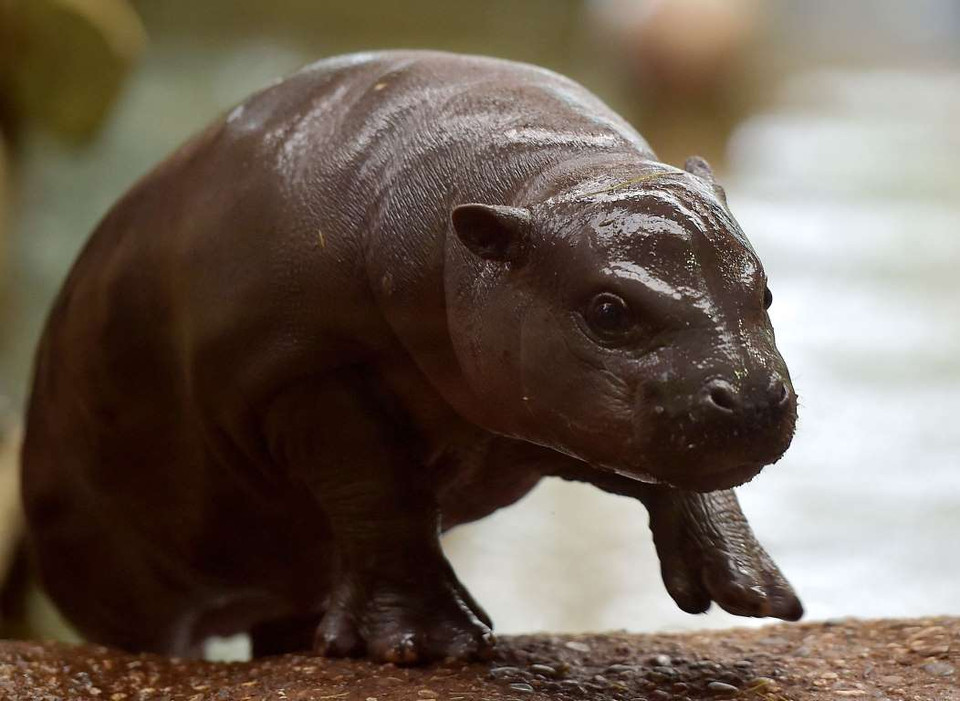 Chú hà mã con ở vườn thú Duisburg, Đức. (Nguồn: AP)