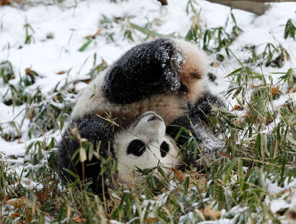 Chú gấu trúc Bao Bao ở vườn thú quốc gia Smithsonian, Mỹ. (Nguồn: Reuters)