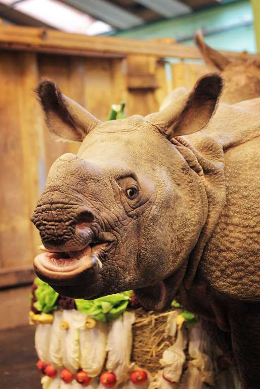 Con tê giác Maruska ở vườn thú Plzen, Cộng hòa Séc. (Nguồn: REX)
