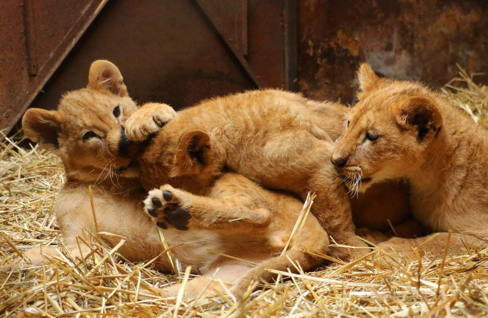 Cặp đôi sư tử con ở vườn thú Varna, Bulgaria. (Nguồn: REX)
