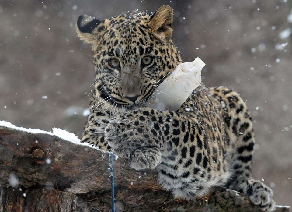 Báo đốm Sara ở vườn thú Dvur Kralove nad Labem, Cộng hòa Séc. (Nguồn: REX)