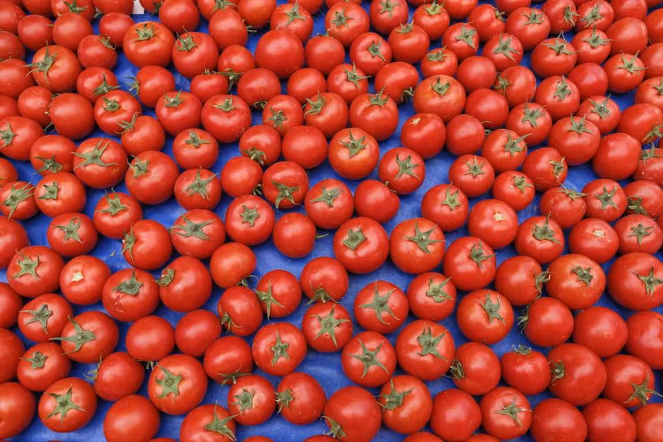 Không phải ngẫu nhiên khi mọi người gọi cà chua là 'táo tình yêu.' Vỏ cà chua rất nhiều lycopene, chất cần thiết cho việc tăng sức khỏe tuyến tiền liệt. (Nguồn: REX) 