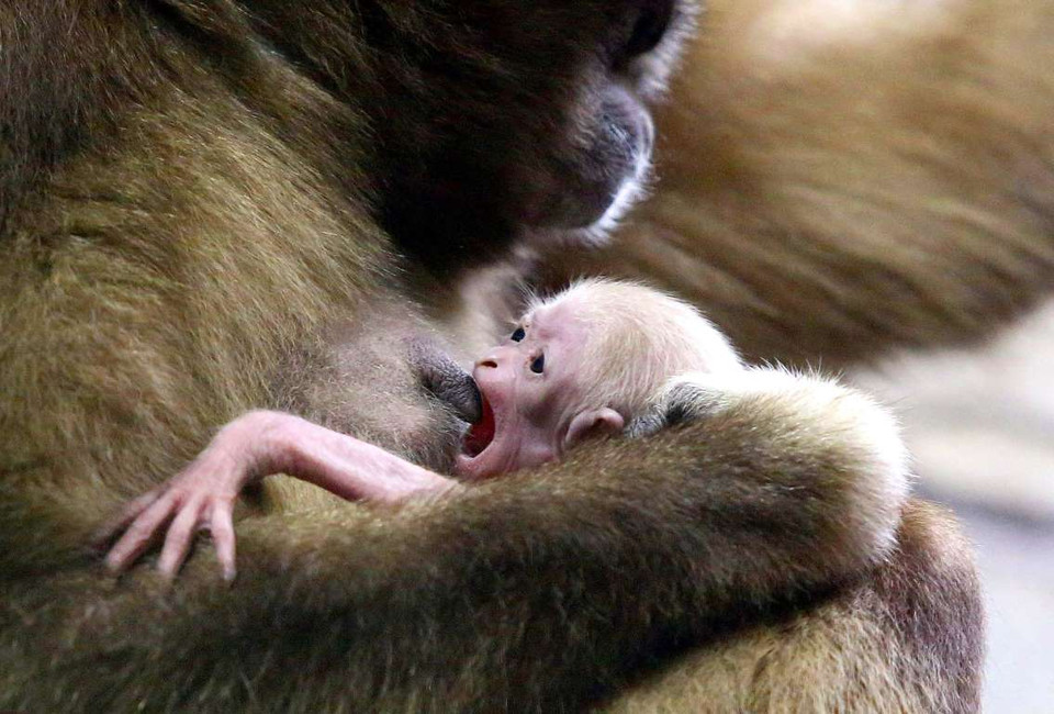 Con vượn ở vườn thú St. Petersburg, Nga. (Nguồn: REX)