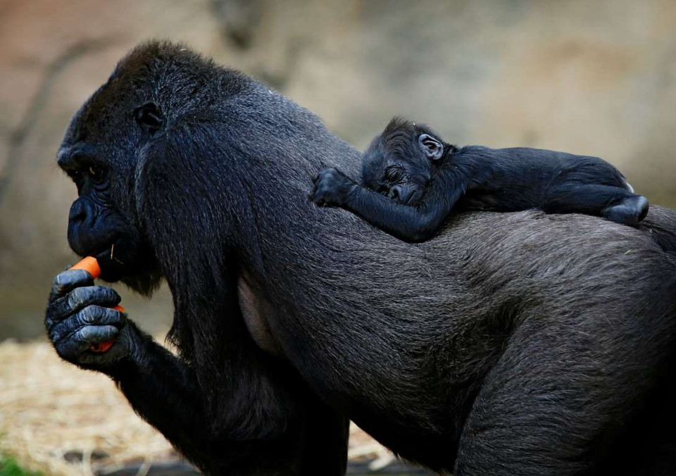 Khỉ đột Mjukuu ở vườn thú Taronga Zoo, Australia. (Nguồn: REX)
