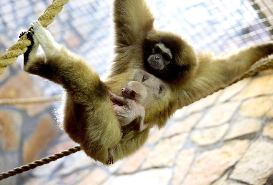 Con vượn ở vườn thú St. Petersburg, Nga. (Nguồn: REX)