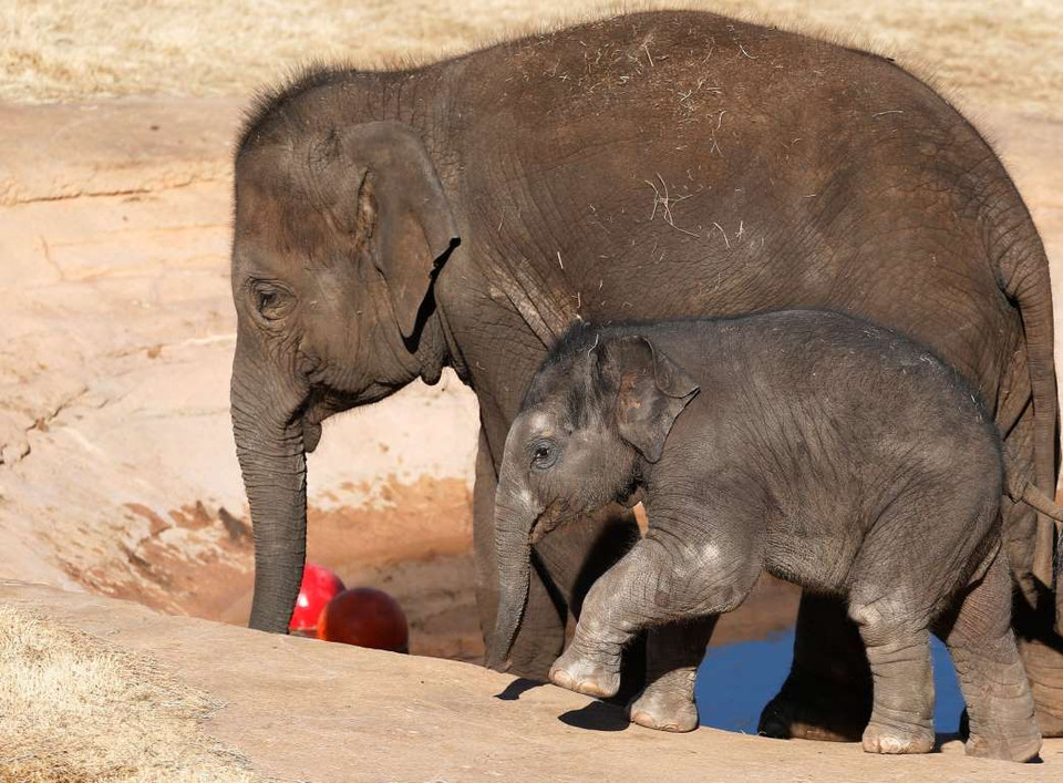 Con voi Achara, ở vườn thú thành phố Oklahoma, Mỹ. (Nguồn: AP)