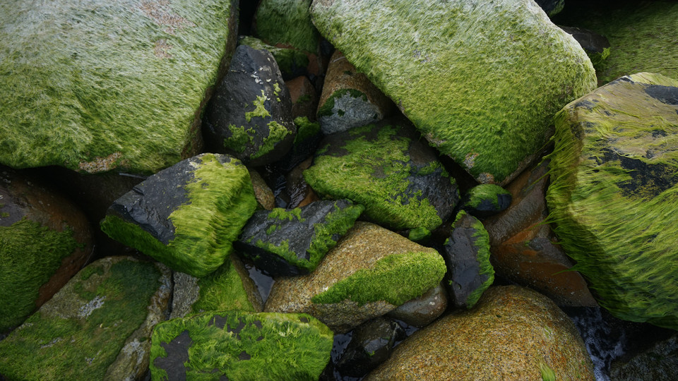 Theo người dân địa phương, từ khoảng thời gian sau tết Âm lịch, trên kè đá tại bờ biển khu vực này bỗng xuất hiện một bãi rêu xanh hoàn toàn tự nhiên. (Ảnh: Tùng Lâm/Vietnam+)