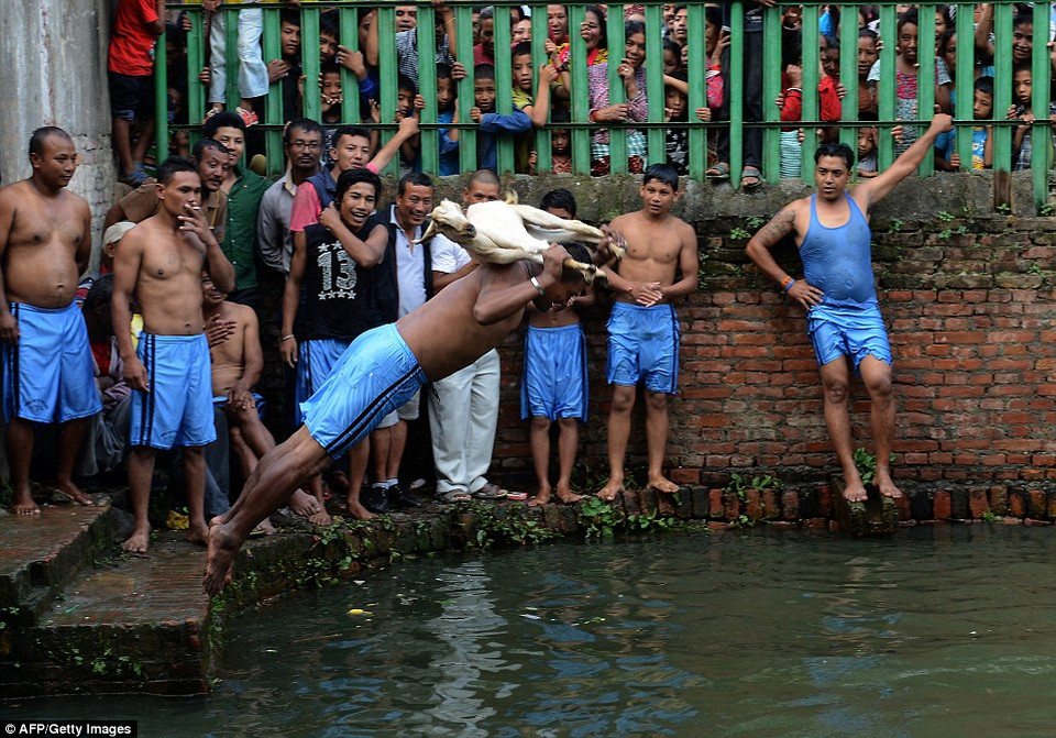 Một người đàn ông ném dê vào hồ ở làng Khokana, một trong những ngôi làng lâu đời nhất ở Thung lũng Kathmandu. (Nguồn: Dailymail)