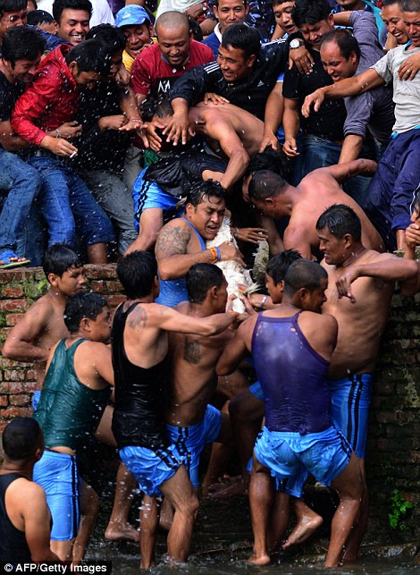 Bức ảnh sẽ gây sốc cho người xem khi chụp lại cảnh dân làng cố gắng giết chết con dê, thậm chí những người xem trên sân cũng tham gia vào hành động tàn nhẫn đó. Đội thắng cuộc sẽ được dẫn đầu đoàn rước năm đó. (Nguồn: Dailymail)