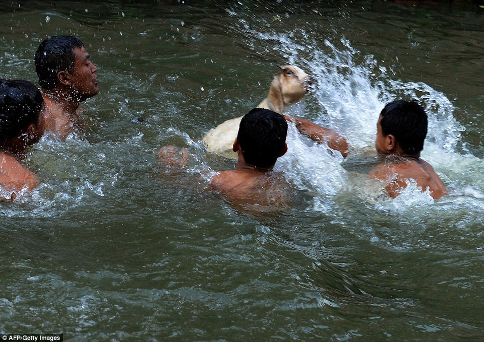 Con dê sẽ bị 2 đội chơi cắn và xé trong suốt buổi lễ. (Nguồn: Daiylmail)