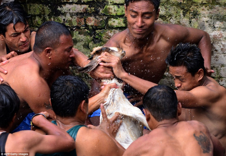Tổ chức bảo vệ động vật PETA đã làm việc với các nhóm về quyền động vật để phản đối lễ hội tàn nhẫn có từ thế kỷ 12 này. (Nguồn: dailymail)