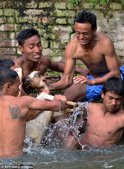 Bức ảnh sẽ gây sốc cho người xem khi chụp lại cảnh dân làng cố gắng giết chết con dê, thậm chí những người xem trên sân cũng tham gia vào hành động tàn nhẫn đó. Đội thắng cuộc sẽ được dẫn đầu đoàn rước năm đó. (Nguồn: Dailymail)