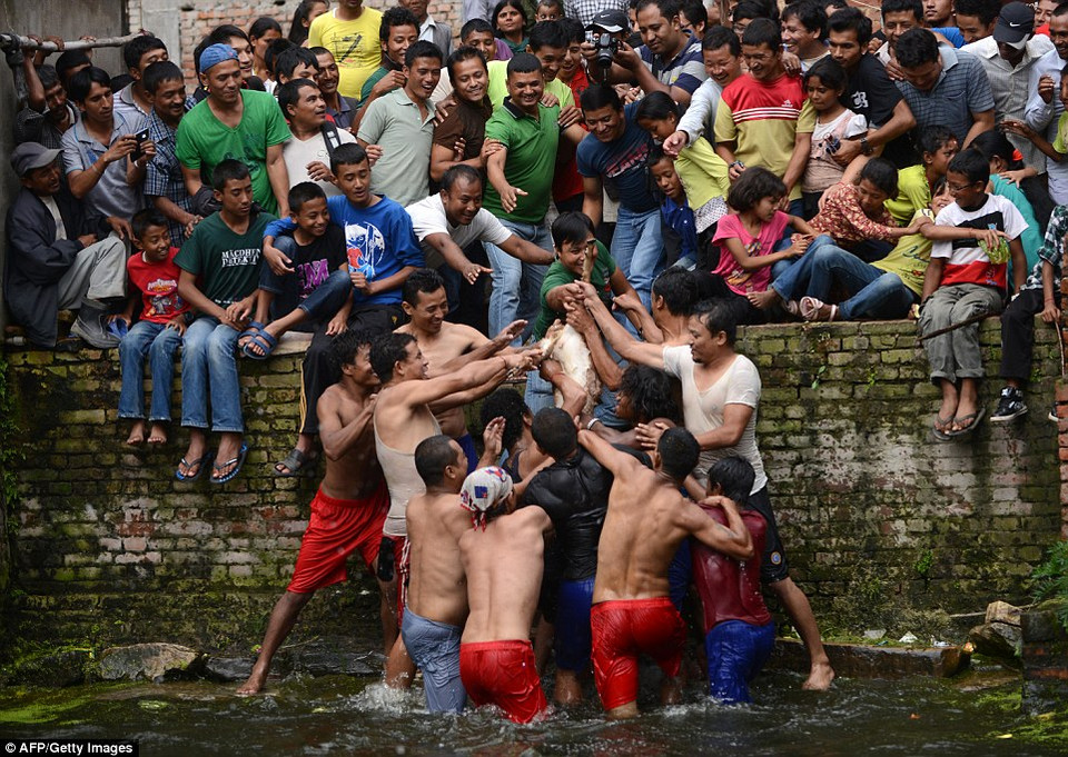  Dân làng Khokana Thung lũng Kathmandu hồ hở chộp lấy những phần của con dê trong suốt nghi lễ. (Nguồn: Dailymail)