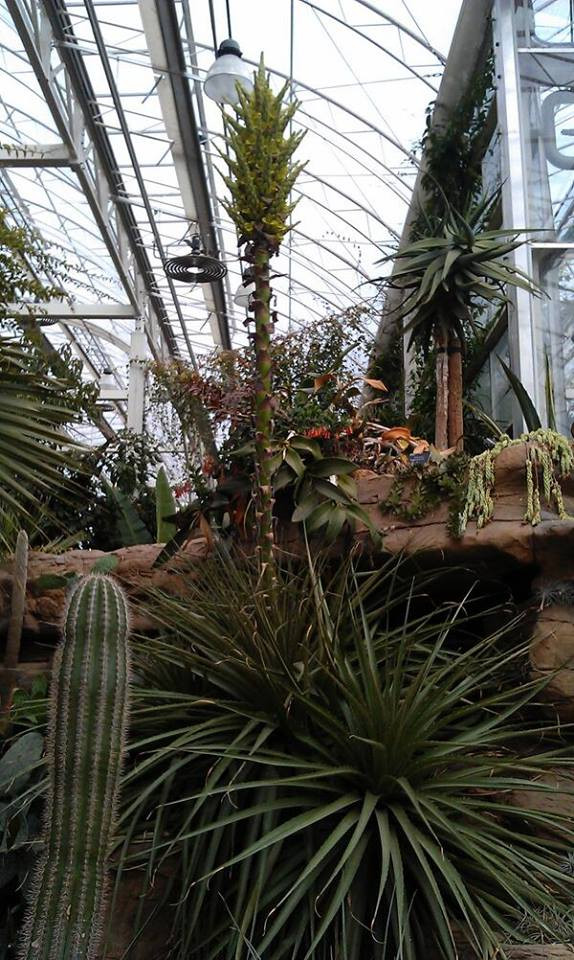 Cây 'ăn thịt cừu', tên khoa học Puya chilensis, là loài cây có những chiếc gai rất cứng và sắc nhọn. Loại cây này có khả năng gây nguy hiểm cho những con chim hoặc con cừu vô tình tới gần và vướng vào những cái gai chết chóc của nó. Nếu những con chim hoặc cừu thiệt mạng ở gần cây Puya chilensis, xác của chúng sẽ dần trở thành nguồn dinh dưỡng của cây này. Đó cũng là lý do vì sao nó còn có tên cây 'ăn thịt cừu' (Nguồn: CCTV) 