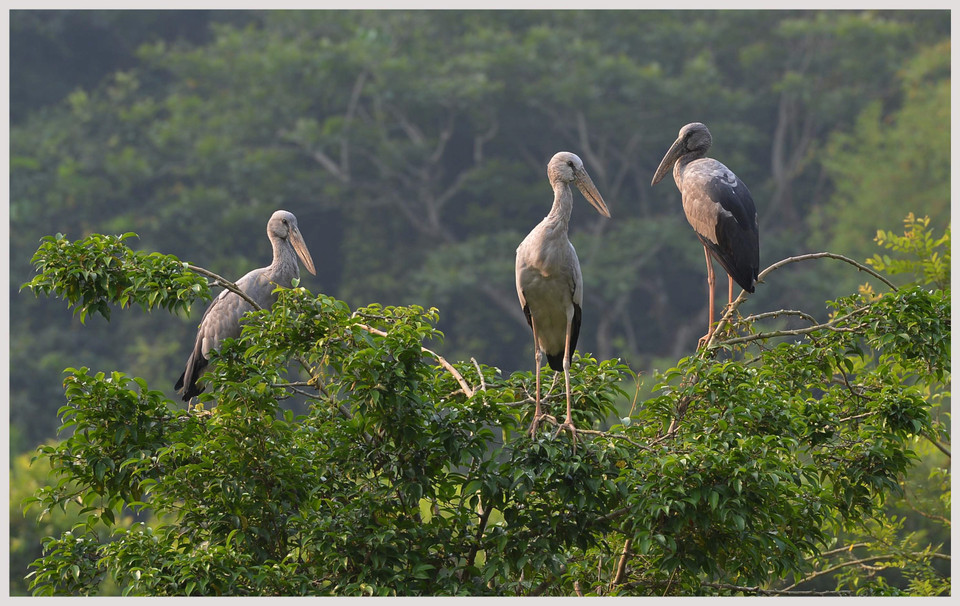 Du khách thỏa sức chiêm ngưỡng những chú vạc nghỉ ngơi sau một đêm đi kiếm ăn. (Ảnh: Thanh Hà/TTXVN) 