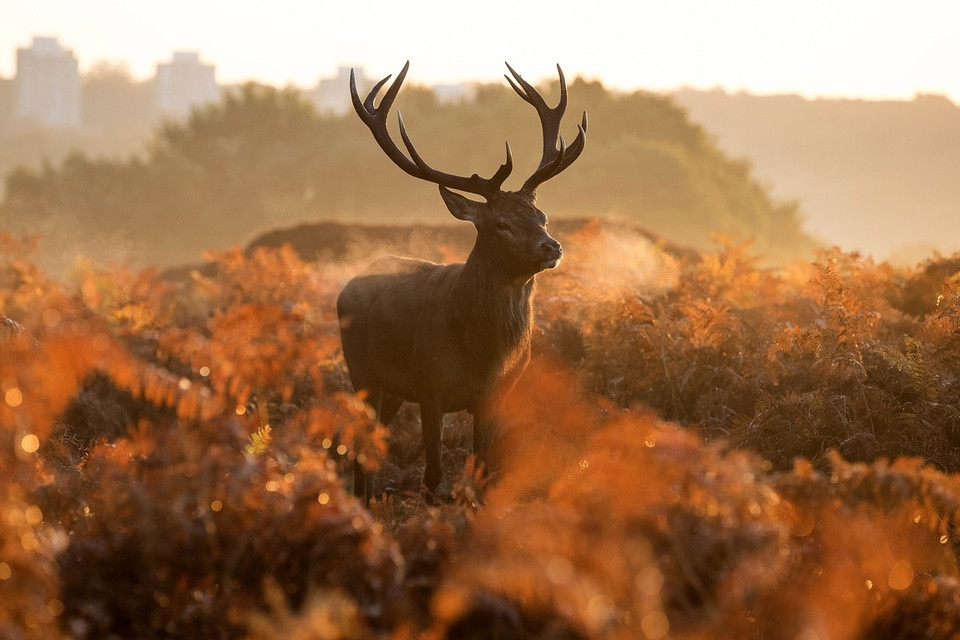 Một con hươu màu đỏ trong khu rừng lúc Mặt Trời mọc ở Richmond Park, London, ngày 27/10. (Nguồn: Getty Images)